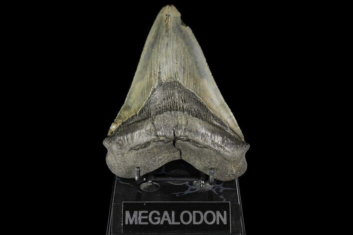 Serrated, Fossil Megalodon Tooth - South Carolina #149151